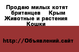 Продаю милых котят--британцев  - Крым Животные и растения » Кошки   